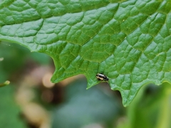 Phyllotreta striolata