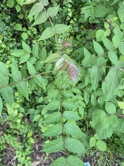 Ailanthus altissima