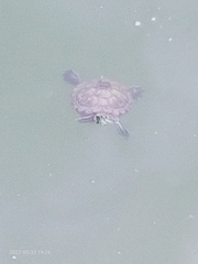 Trachemys scripta elegans