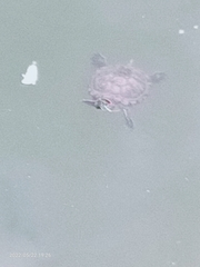 Trachemys scripta elegans