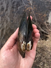 Pyganodon lacustris