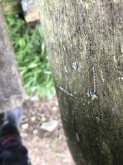 Strongylogaster mixta