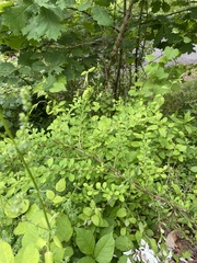 Berberis thunbergii