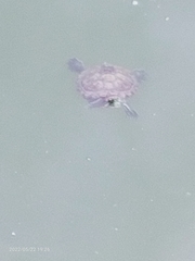 Trachemys scripta elegans
