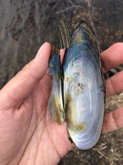 Pyganodon lacustris