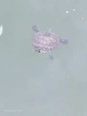 Trachemys scripta elegans
