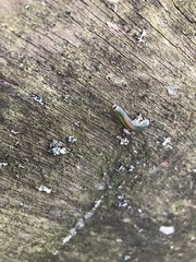 Strongylogaster mixta