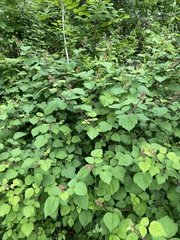 Rubus phoenicolasius