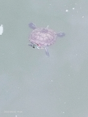 Trachemys scripta elegans