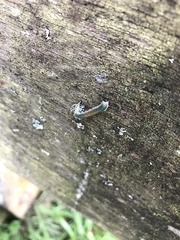 Strongylogaster mixta