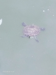 Trachemys scripta elegans