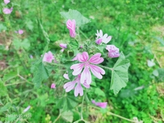 Malva sylvestris