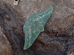 Tanaorhinus malayanus