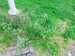 Malva sylvestris