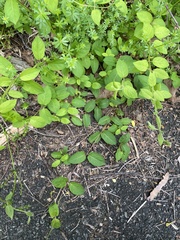 Lonicera japonica
