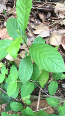 Frangula alnus
