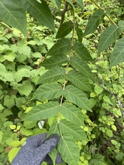Ailanthus altissima