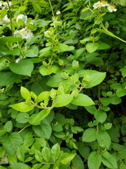 Lonicera japonica