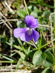 Viola adunca adunca