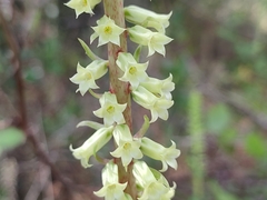 Umbilicus heylandianus