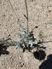 Baileya pleniradiata