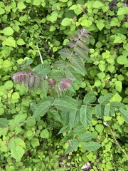 Ailanthus altissima