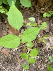 Toxicodendron radicans