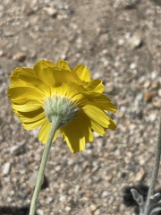 Baileya pleniradiata