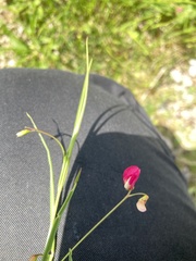 Lathyrus nissolia