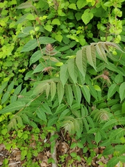 Ailanthus altissima
