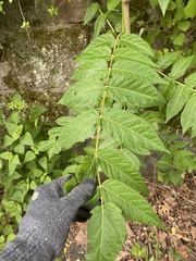 Ailanthus altissima