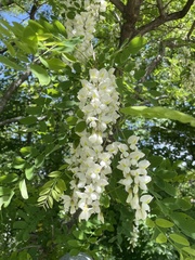 Robinia pseudoacacia