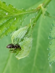 Lasius