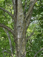 Robinia pseudoacacia