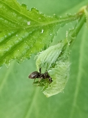 Lasius