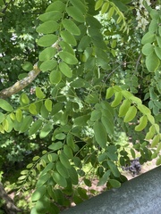 Robinia pseudoacacia