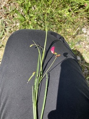 Lathyrus nissolia