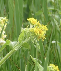 Tephroseris palustris