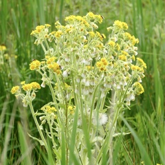 Tephroseris palustris