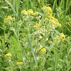 Tephroseris palustris