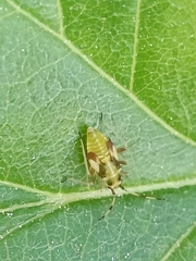 Dryophilocoris flavoquadrimaculatus