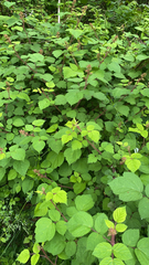 Rubus phoenicolasius