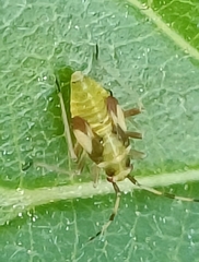 Dryophilocoris flavoquadrimaculatus