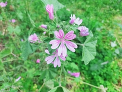 Malva sylvestris