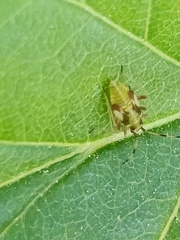Dryophilocoris flavoquadrimaculatus