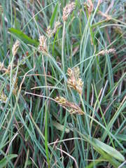 Carex glareosa