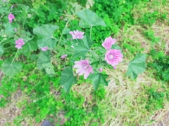 Malva sylvestris