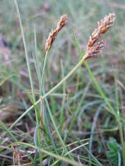Carex glareosa