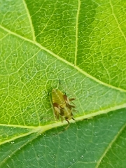 Dryophilocoris flavoquadrimaculatus