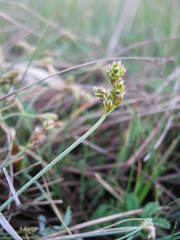 Carex glareosa